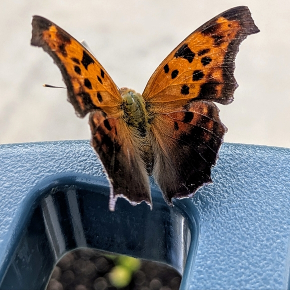 ♥️ - Picture 7 of 11